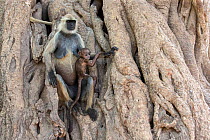 Hanuman / Northern Plains Grey Langur (Semnopithecus entellus) mother and young sitting on the trunk of a Banyan tree, Ranthambore National Park, Rajasthan, India