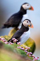 Puffins (Fratercula arctica) on a cliff edge with flowering sea thrift (Armeria maritima) Great Saltee, Saltee Islands, County Wexford, Republic of Ireland, June