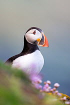 Puffin (Fratercula arctica) on a cliff edge with flowering sea thrift (Armeria maritima) Great Saltee, Saltee Islands, County Wexford, Republic of Ireland, June