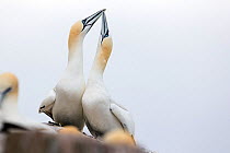 Gannet (Morus bassanus) courting couple, tossing with their beaks, Great Saltee, Saltee Islands, County Wexford, Republic of Ireland, June.