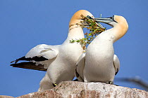 Gannet (Morus bassanus) male offering nesting material to its partner in the breeding season, part of courtship, Great Saltee, Saltee Islands, County Wexford, Republic of Ireland, June.