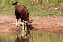 Gaur (Bos gaurus) drinking Kanha National Park Madhya Pradesh India April