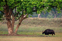 Gaur (Bos gaurus) adult male walking in open grassland Kanha National Park Madhya Pradesh India April