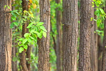 Sal tree (Shorea robusta) forest Kanha National Park Madhya Pradesh India April