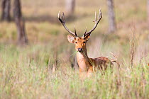 Hard-Ground Barasingha / Upland Barasingha / Swamp Deer (Cervus duvauceli branderi) in high dry grass Kanha National Park Madhya Pradesh India April