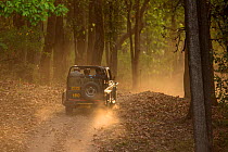 Jeep with tourists driving on track through the sal forest in late afternoon sun, Kanha National Park, Madhya Pradesh, India