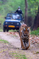 Bengal tiger (Panthera tigris) male walking on  forest track  followed by tourists in jeep, Kanha National Park, Madhya Pradesh, India
