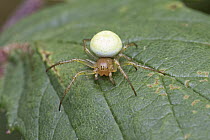 Comb-footed spider (Enoplognatha ovata) Brockley, Lewisham, London, UK. July.