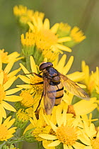 Hoverfly (Volucella inanis) feeding on Ragwort (Senecio jacobaea) Brockley Cemetery, Lewisham, London, UK. July.
