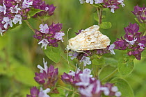 Dusky sallow moth (Eremobia ochroleuca) day-flying moth on wild marjoram, Hutchinson's Bank, New Addington, London, UK. July.