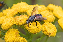 Parasitic fly (Eriothrix rufomaculata)  on Tansy (Tanacetum) Brockley, Lewisham, London, UK. July.