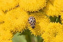 16-spot ladybird (Tytthaspis sedecimpunctata) Brockley, Lewisham, London, UK. July.