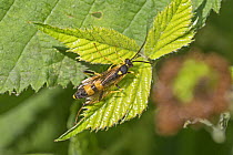 Ichneumon wasp (Amblyteles armatorius) Brockley Cemetery, Lewisham, London, UK. June.