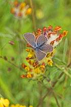 Small blue butterfly (Cupido minimus) male feeding on its foodplant Kidney vetch (Anthyllis vulneraria) Hutchinson's Bank, New Addington, London, UK. June