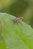 Meadow plant bug (Leptopterna dolabrata) Brockley Cemetery, Lewisham, London, UK. June.