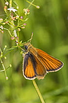 Small skipper butterfly (Thymelicus sylvestris) Brockley Cemetery, Lewisham, London, UK. July.