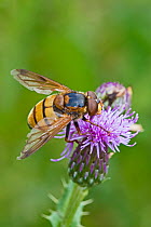 Hoverfly (Volucella inanis) female feeding on Thistle (Cirsium sp) Sutcliffe Park Nature Reserve, Eltham, UK August