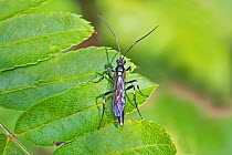 Ichneumon parasitic wasp (Ichneumon extensorius)  Brockley Cemetery, Lewisham, London, UK August