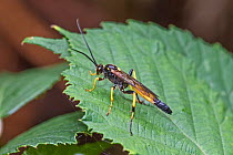 Ichneumon parasitic wasp (Amblyteles armatorius) male profile, Brockley Cemetery, Lewisham, London, UK September