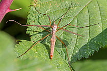 Cranefly (Tipula paludosa) female, Brockley Cemetery, Lewisham, London, UK September