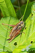 Roesel's Bush-cricket (Metrioptera roeselii) female, Brockley Cemetery, Lewisham, London, UK September