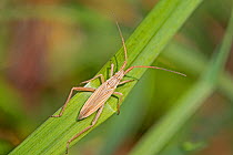 Capsid bug (Stenodema laevigata) Brockley Cemetery, Lewisham, London, UK September