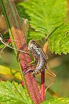 Roesel's Bush-cricket (Metrioptera roeselii) female resting after laying eggs, Brockley Cemetery, Lewisham, London UK September