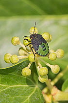 Green shieldbug (Palomena prasina) nymph feeding on Ivy (Hedera helix) Brockley, Lewisham, London UK September