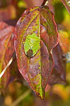 Green shieldbug (Palomena prasina) camouflaged on autumn leaf, Brockley, Lewisham, London UK September