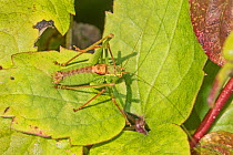Speckled Bush-cricket (Leptophyes punctatissima) male camouflaged against green leaf, Hutchinson's Bank, New Addington, London, UK October