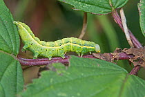 Bright-line brown-eye moth (Lacanobia oleracea) green form caterpillar, Brockley Cemetery, Lewisham, London UK  October