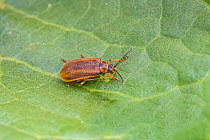 Willow leaf beetle (Lochmaea caprea) Sutcliffe Park Nature Reserve, Eltham, London UK May