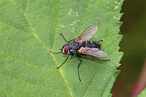 Tachinid fly (Thelaira nigripes) Brockley Cemetery, Lewisham, London, UK August