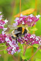 Buff-tailed bumblebee (Bombus terrestris) feeding on Wild marjoram (Origanum vulgare) Hutchinson's Bank, New Addington, London, UK August
