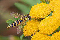 Hoverfly (Sphaerophoria scripta) feeding on Tansy (Tanacetum vulgare) Brockley, Lewisham, London UK August