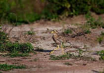 Stone Curlew or Spotted Thicknee (Burhinus capensis) at  dry watering hole. Murchison Falls National Park, Uganda, Africa. April.