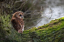 Tawny Owl (Strix aluco) sitting on branch of tree. Cheshire, England, UK. September.