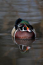 Wood Duck or Carolina Duck (Aix sponsa) on still water, captive. Martin Mere Wetlands Wildlife Trust, Lancashire, UK. December