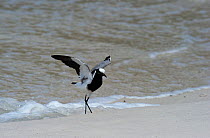 Blacksmith Lapwing or Blacksmith Plover (Vanellus armatus) standing on beach. Cape Town, South Africa. November.