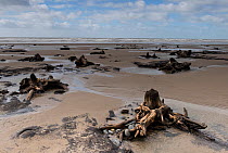 Forest trees and peat, which were covered by the sea following the last ice age, exposed on beach at low tide, Borth, Wales. September.