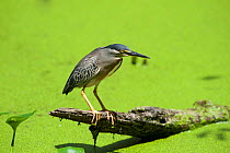 Green-backed Heron (Butorides striatus) or Striated Heron, fishing in swamp.Cayenne, French Guiana.  July.