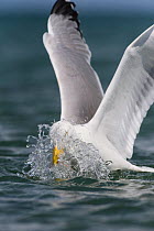 Herring Gull (Larus argentatus) feeding on sandeel. Anglesey, Wales. July.