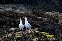 Herring Gulls (Larus argentatus) calling on sea cliff. Cardigan Bay, Wales. July.