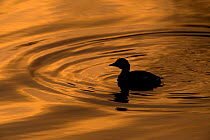 Little Grebe (Tachybaptus ruficollis) silhouetted on golden water at sunset. Gwynedd, Wales. December.