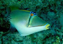 Picasso Triggerfish (Rhinecanthus aculeatus) in Red Sea, Egypt. July.
