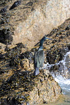 Shag (Phalacrocorax aristotelis) on a sea cliff. Cardigan Bay, Wales. March.