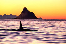 Killer whale (Orcinus orca) adult male surfacing at dusk, Andenes, Andoya island, North Atlantic Ocean, Norway, January