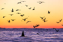 Killer whale (Orcinus orca) adult male surfacing at dusk surrounded by birds, who watch for herrings  (Clupea harengus) left after they have fed, Andenes, Andoya island, North Atlantic Ocean, Norway,...