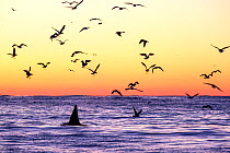 Killer whale (Orcinus orca) adult male surfacing at dusk surrounded by birds, who watch for herrings  (Clupea harengus) left after they have fed, Andenes, Andoya island, North Atlantic Ocean, Norway,...