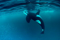 Killer whale (Orcinus orca) surfacing to breath whilst hunting herring fish (Clupea harengus), Andenes, Andoya island, North Atlantic Ocean, Norway, April